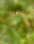 grey heron viewed thru bush